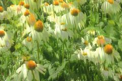 Leucanthemum