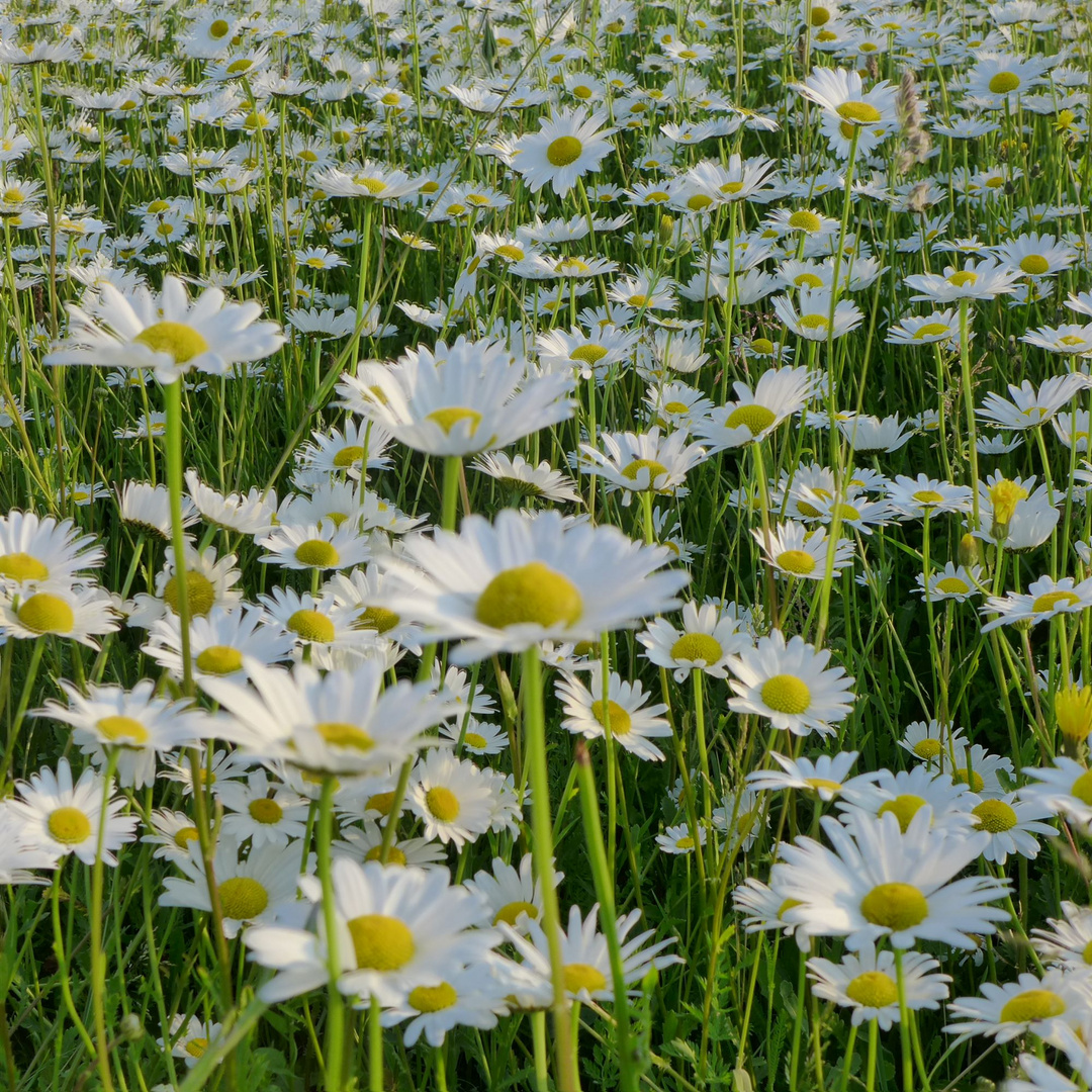 Leucanthemum - Margariten 2