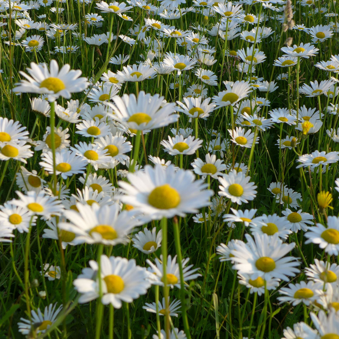 Leucanthemum - Margariten