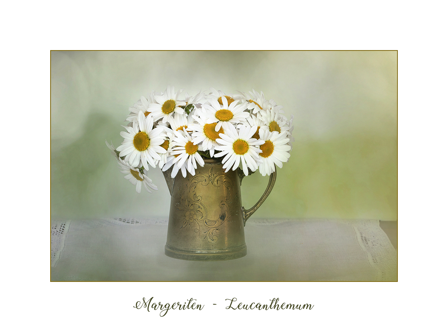 Leucanthemum - Margeriten...