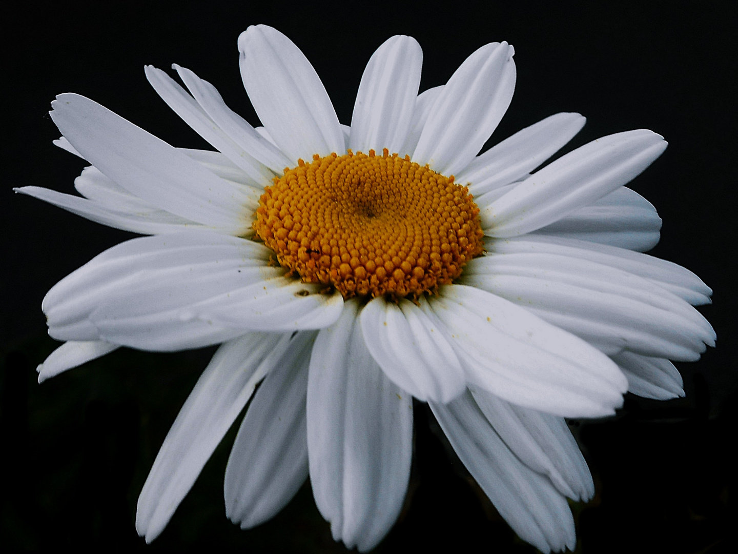 Leucanthemum "Reine de mai" /grande marguerite