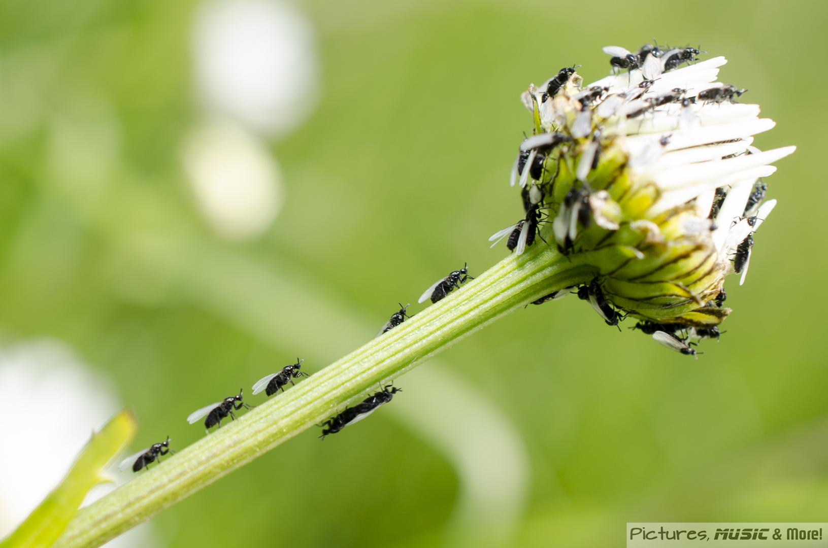 Leucanthemum und ihre Besucher I