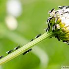 Leucanthemum und ihre Besucher I