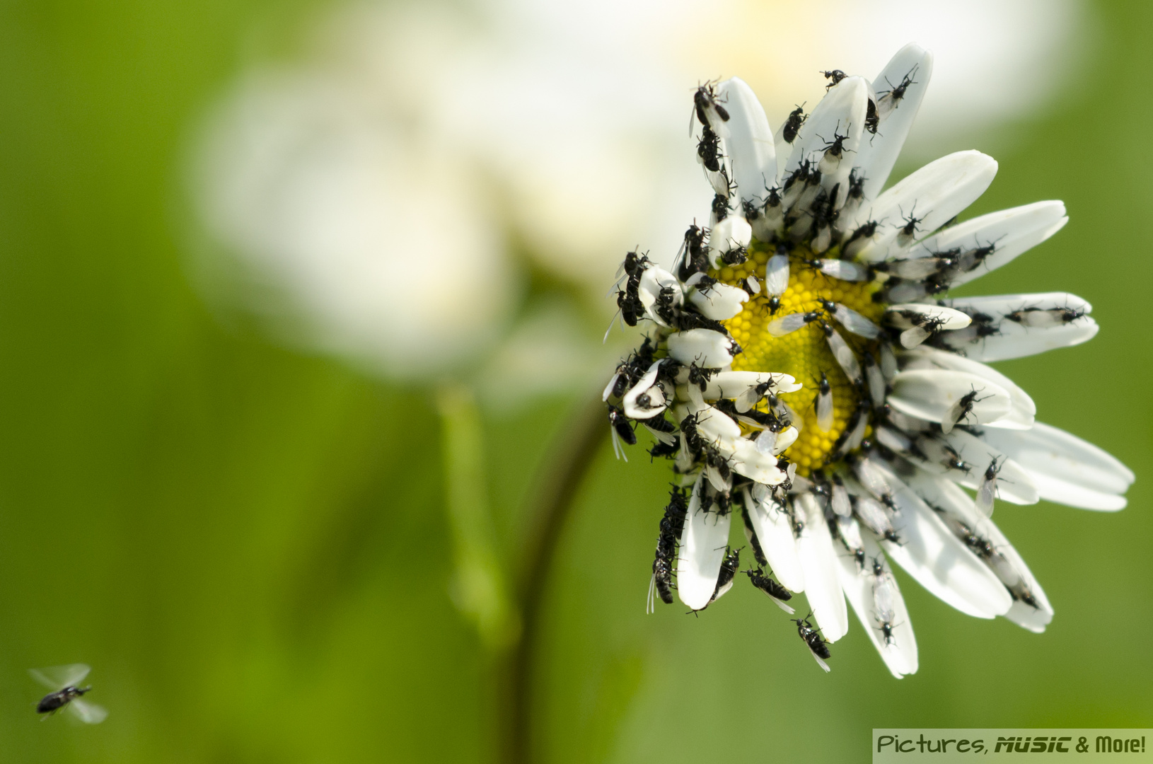 Leucanthemum und ihre Besucher II