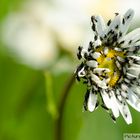 Leucanthemum und ihre Besucher II