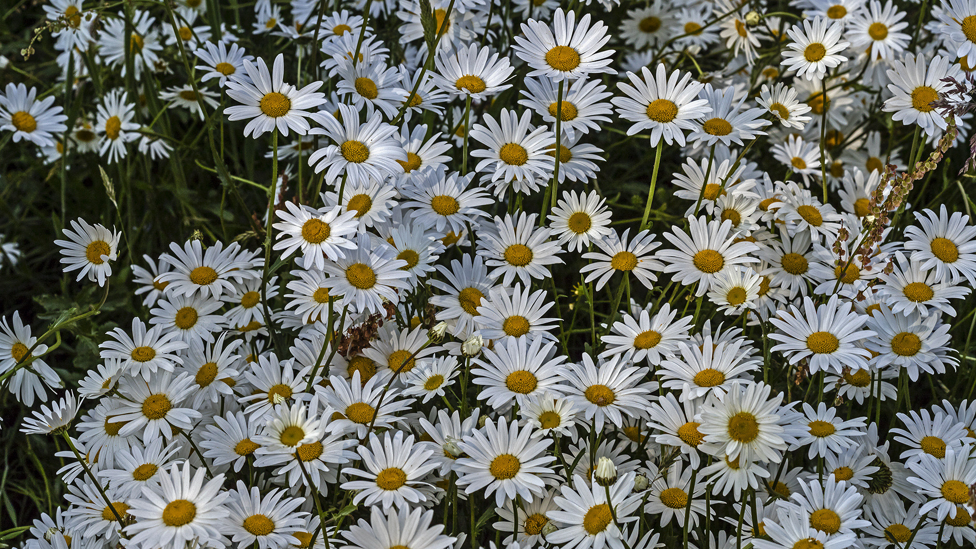 Leucanthemum vulgare 