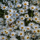 Leucanthemum vulgare 