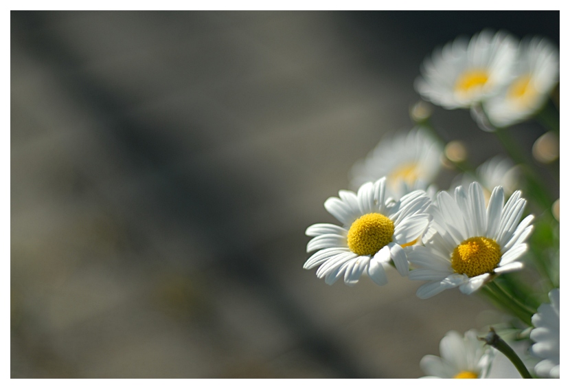 Leucanthemum vulgare?