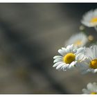 Leucanthemum vulgare?