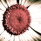 Leucanthemum vulgare