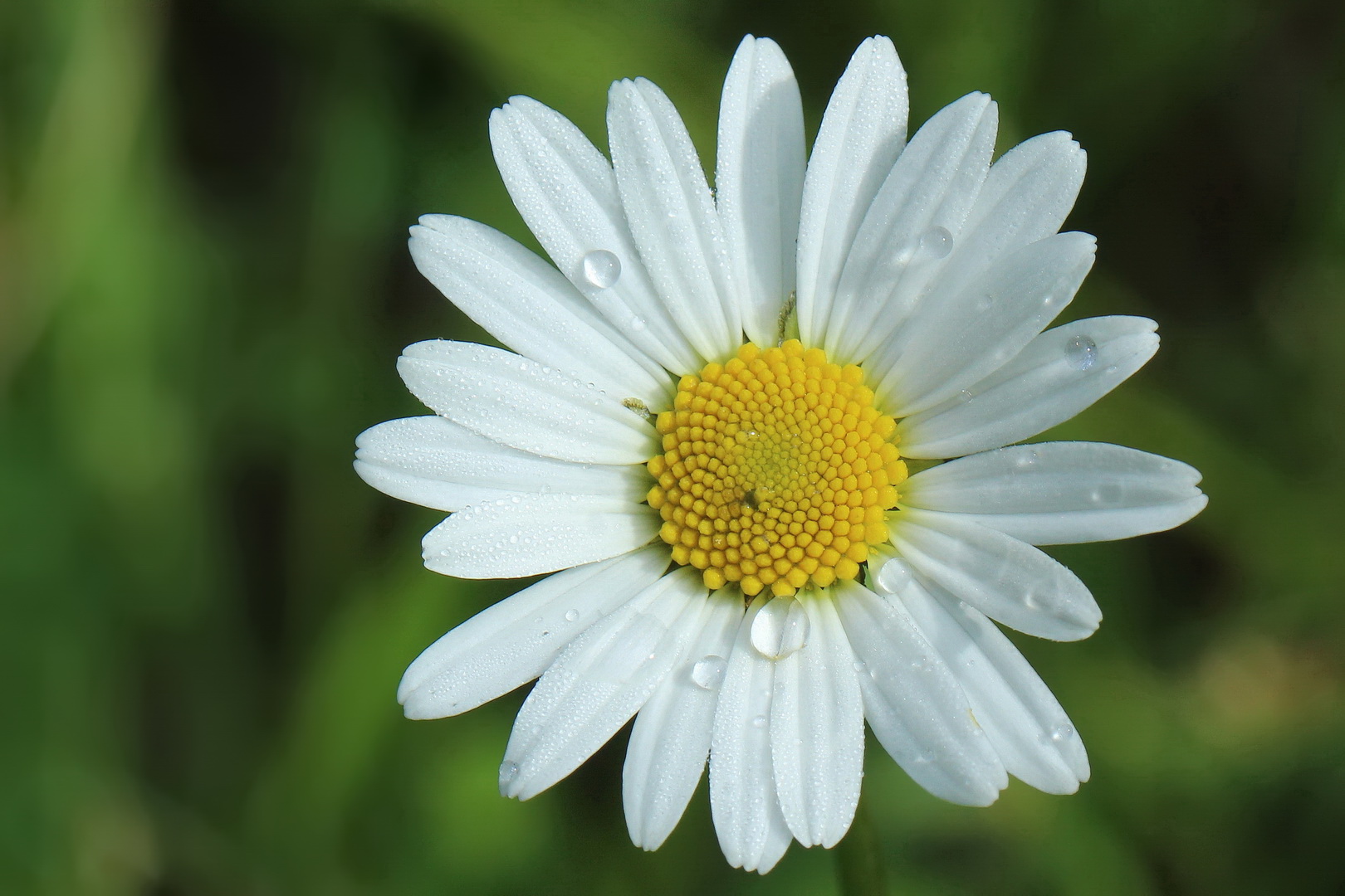 Leucanthemum vulgare