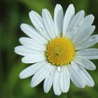 Leucanthemum vulgare