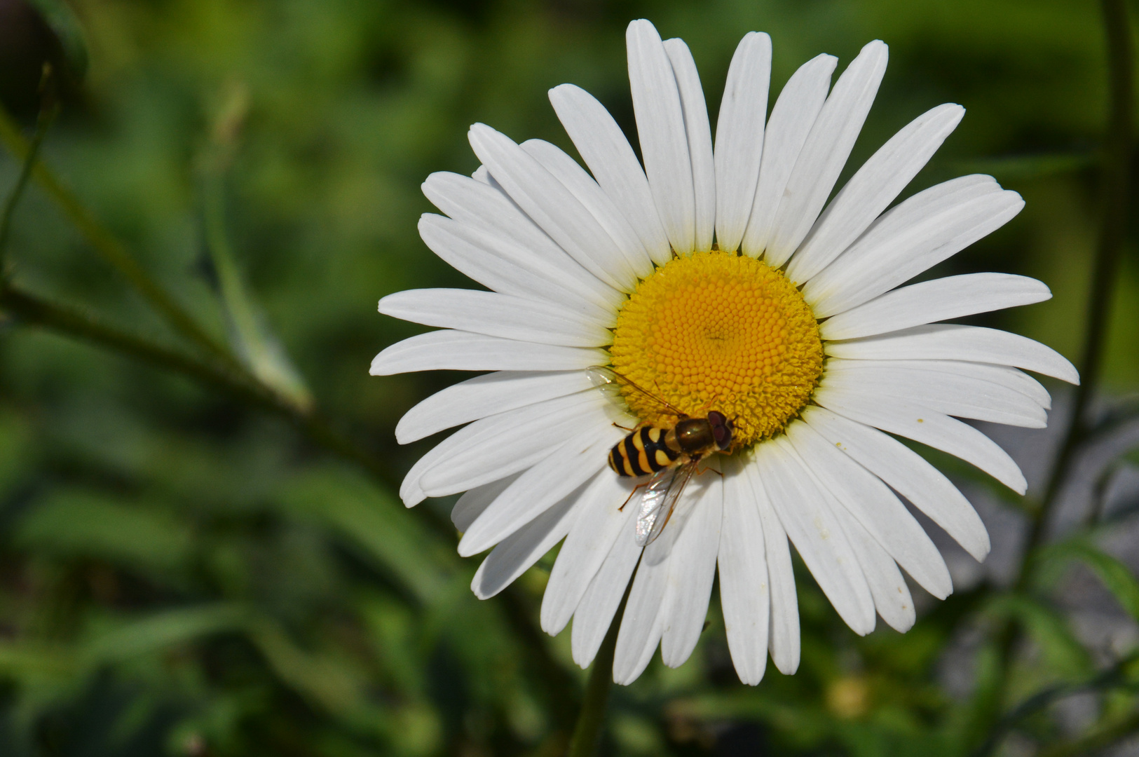 Leucanthemum vulgare and insect