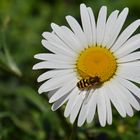 Leucanthemum vulgare and insect
