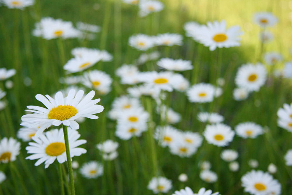 Leucanthemum vulgare