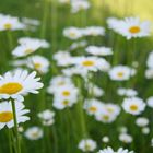 Leucanthemum vulgare