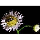 Leucanthemum vulgare