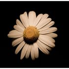 Leucanthemum vulgare I