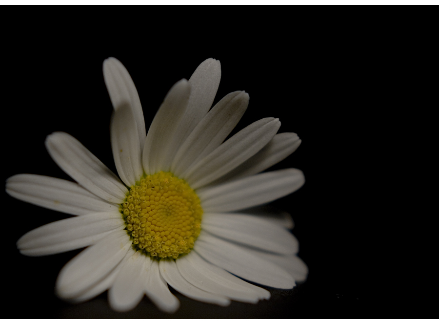 Leucanthemum vulgare II