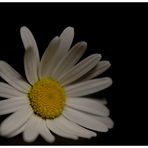 Leucanthemum vulgare II