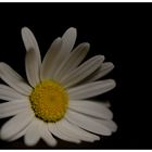 Leucanthemum vulgare II