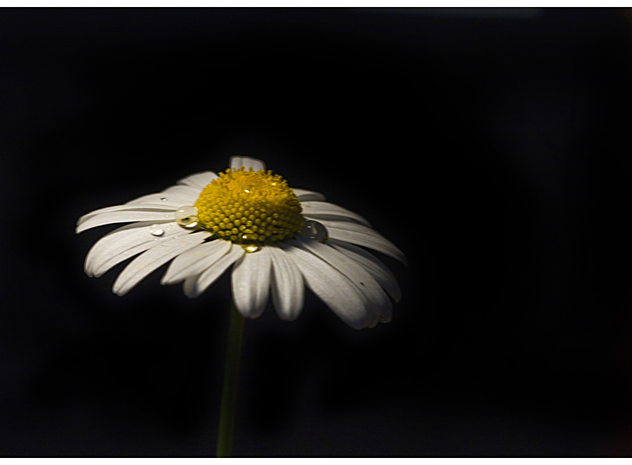 Leucanthemum vulgare III