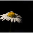 Leucanthemum vulgare III