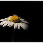 Leucanthemum vulgare III