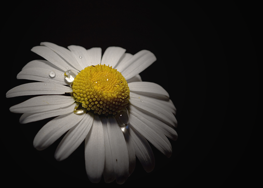 Leucanthemum vulgare IV