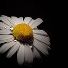 Leucanthemum vulgare IV