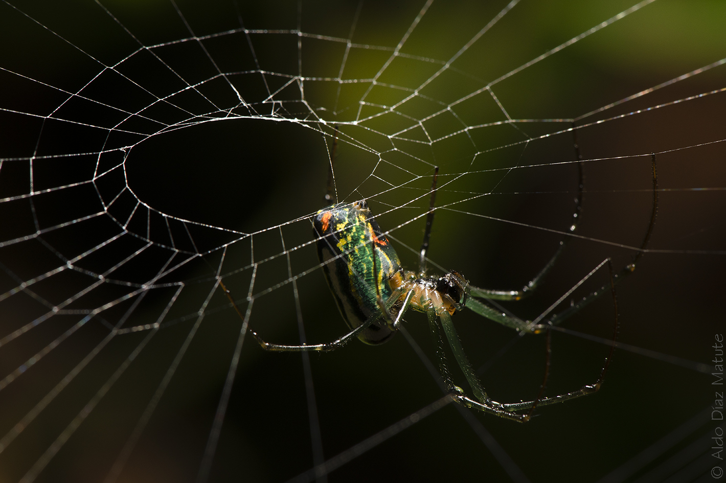 Leucauge venusta