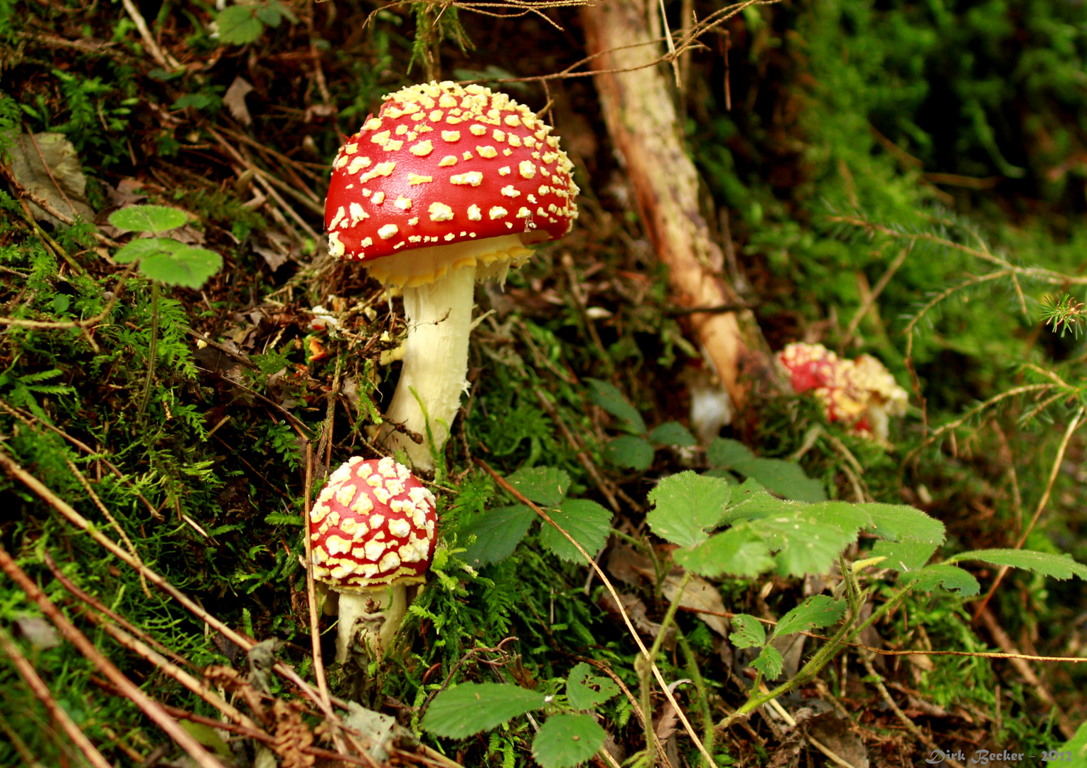 Leuchend rot am Wegesrand....