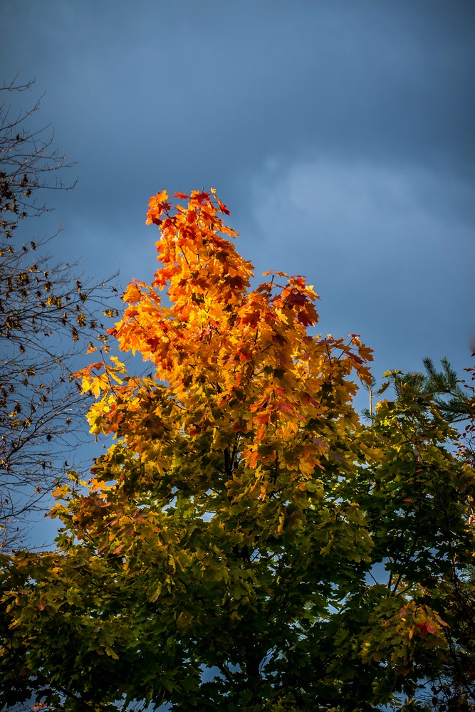 "LEUCHT - BAUM nicht TURM"