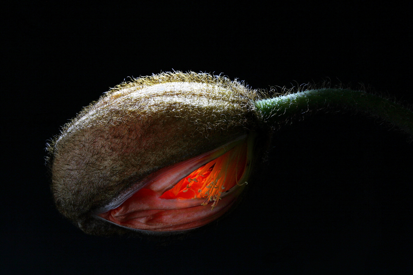 Leucht-Mohn