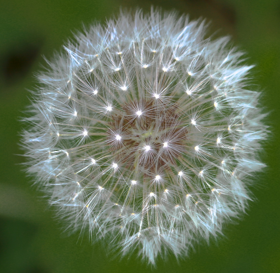 Leucht-Pusteblume