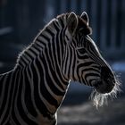 Leuchtbart-Zebra