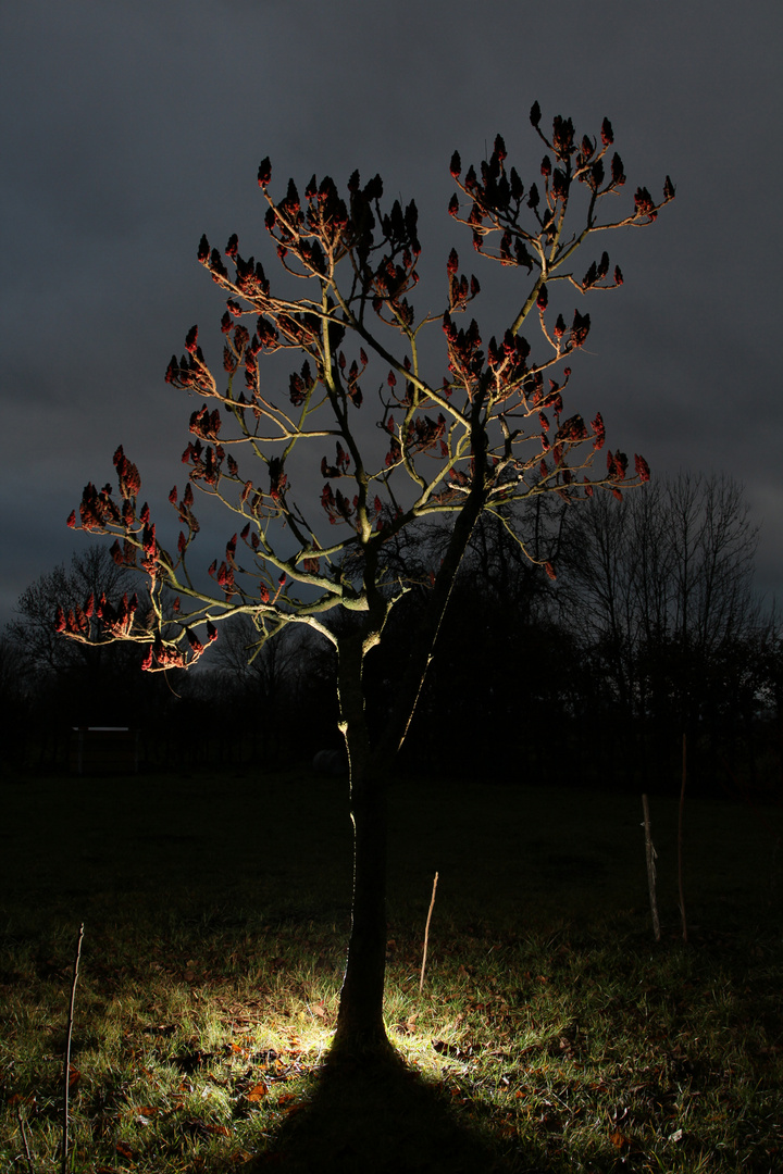 Leuchtbaum Foto & Bild  pflanzen, pilze & flechten, bäume, natur