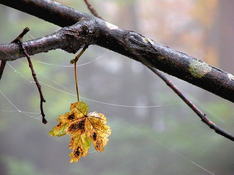 Leuchtblatt