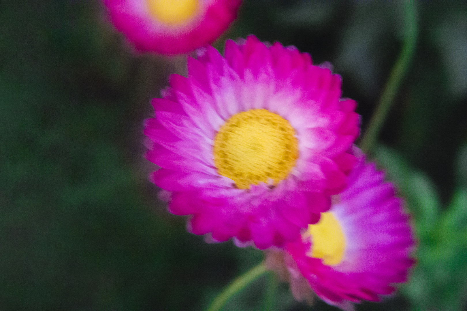 Leuchtblumen in Rosa