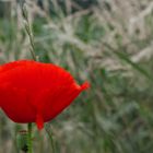 Leuchtboje.