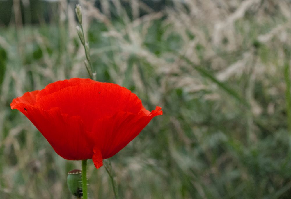 Leuchtboje.