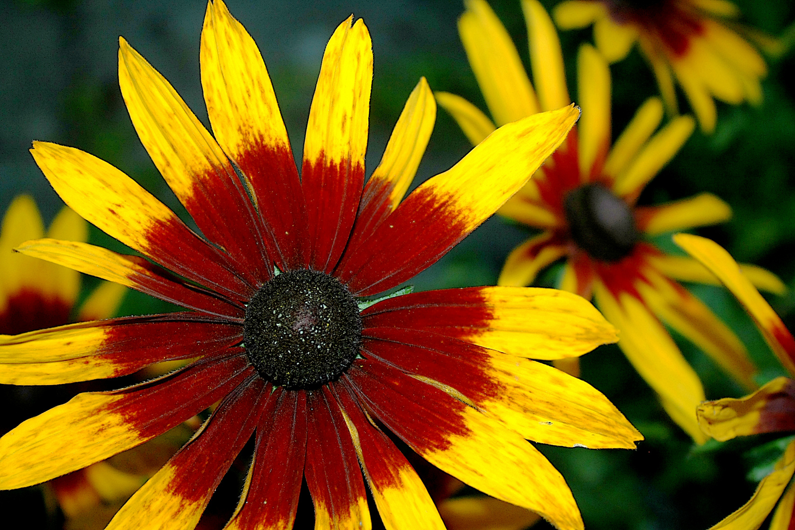 Leuchteblume