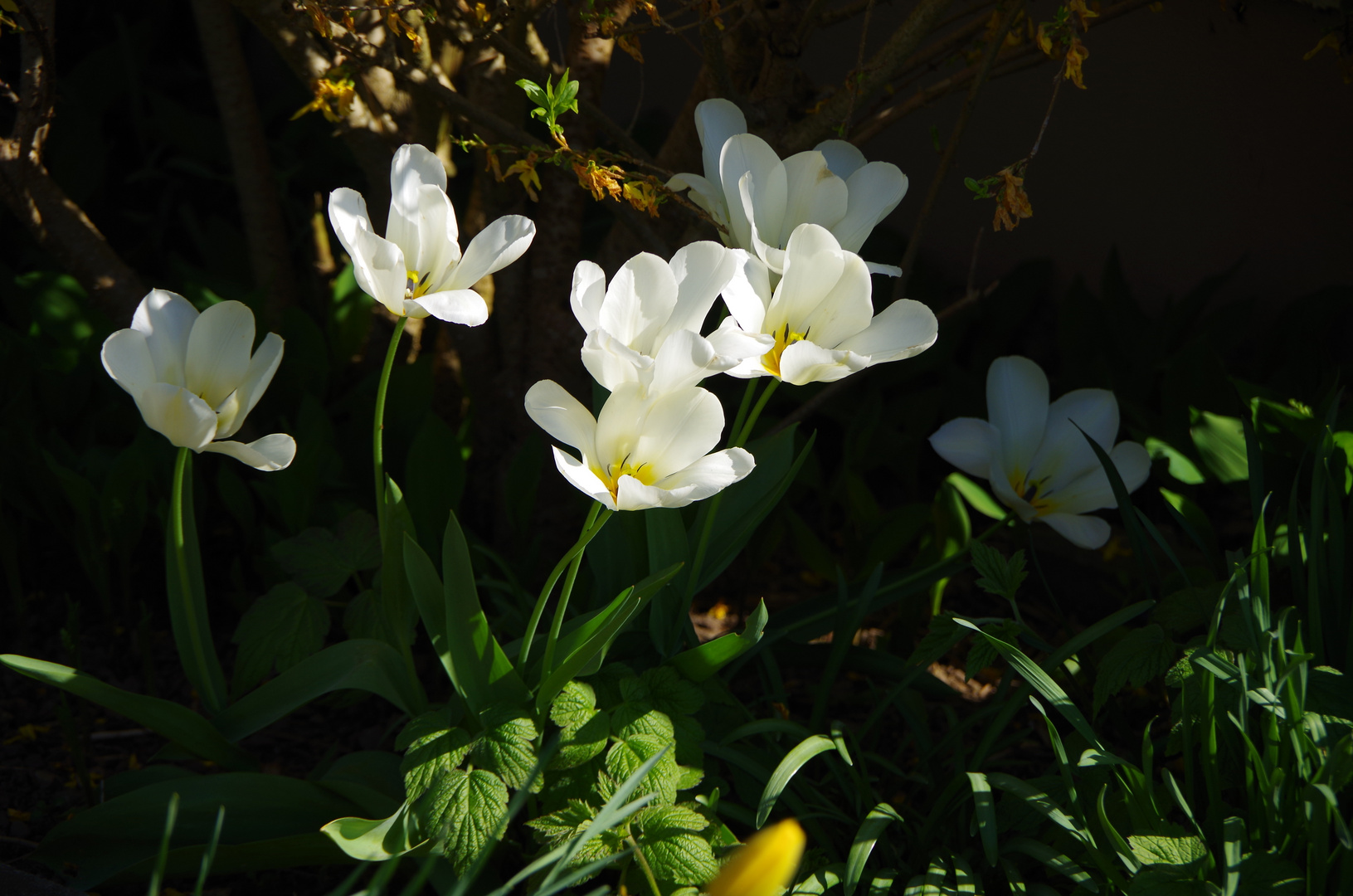 leuchten aus dem Schatten