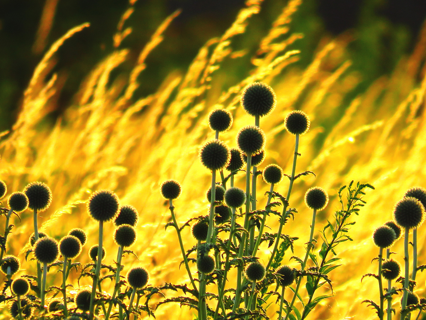 Leuchten der Natur