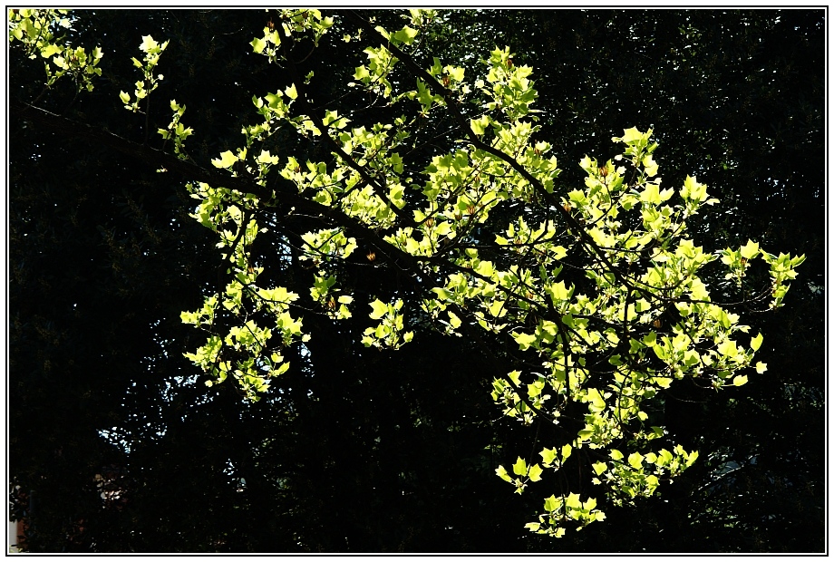 Leuchten des Frühlings