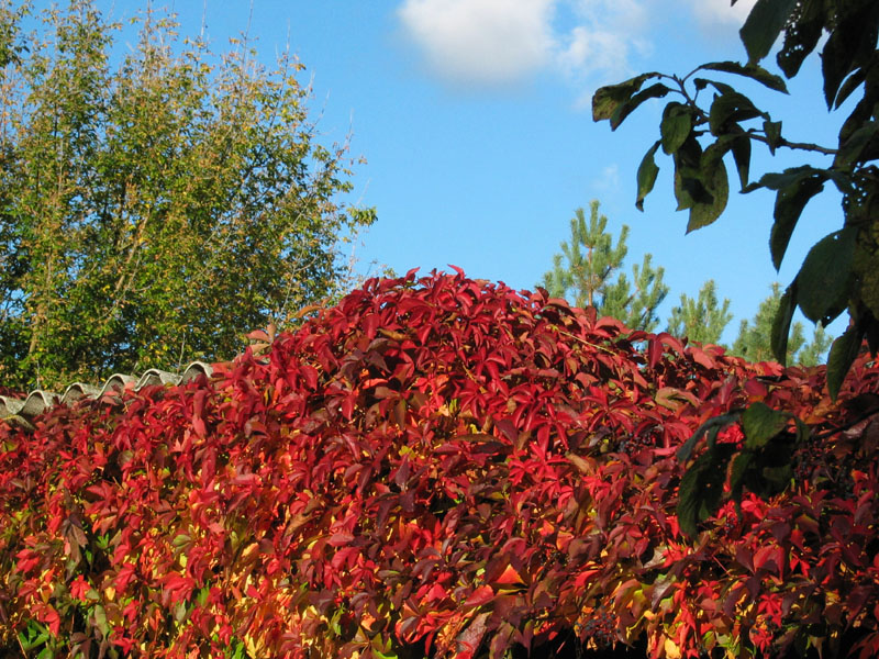 Leuchten des Herbstes