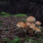 Leuchten im dunklen Wald