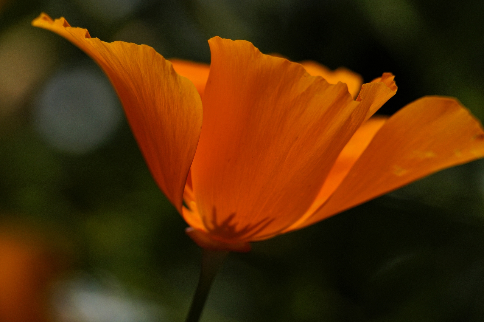 Leuchten im Garten