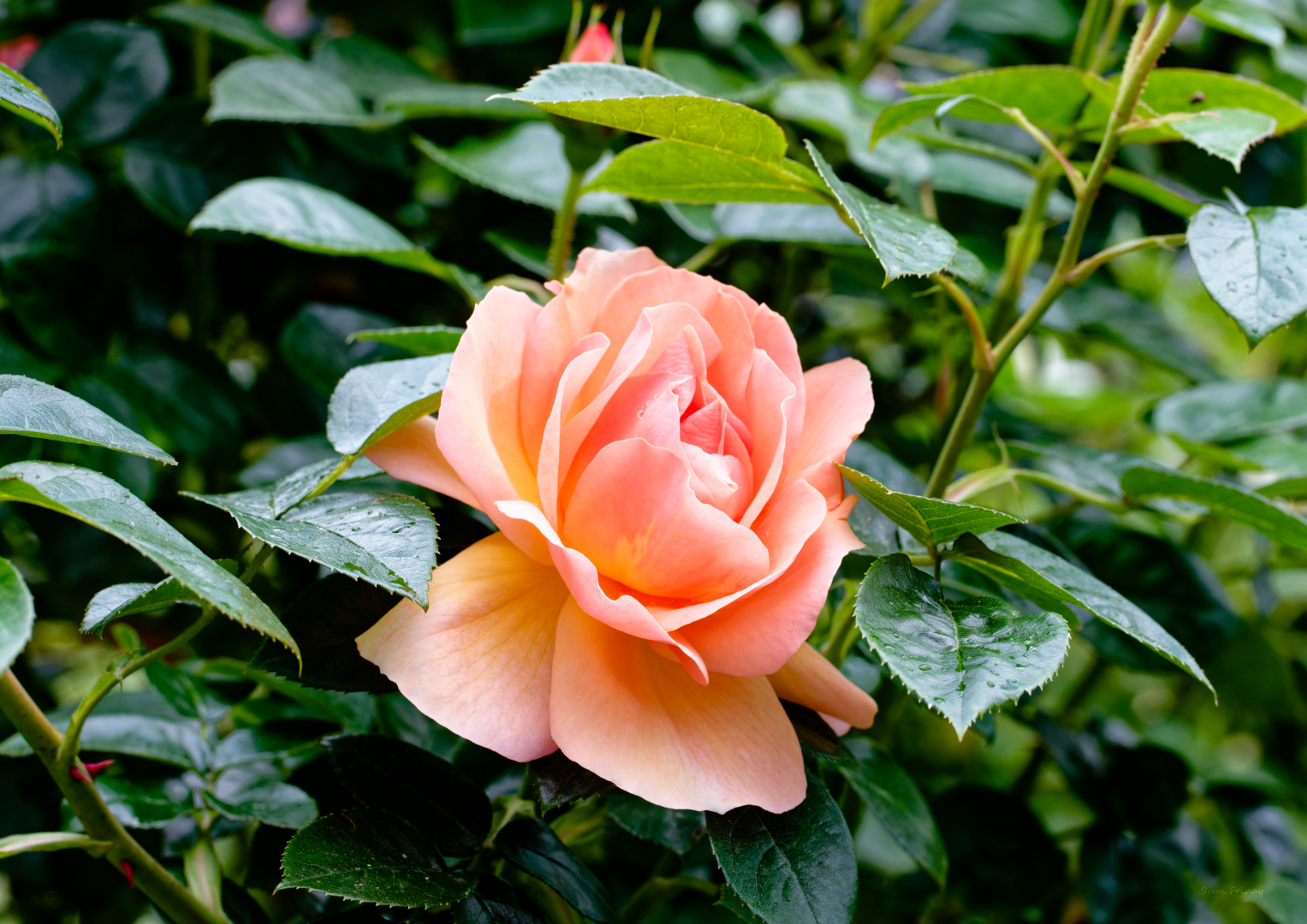 Leuchten im Garten