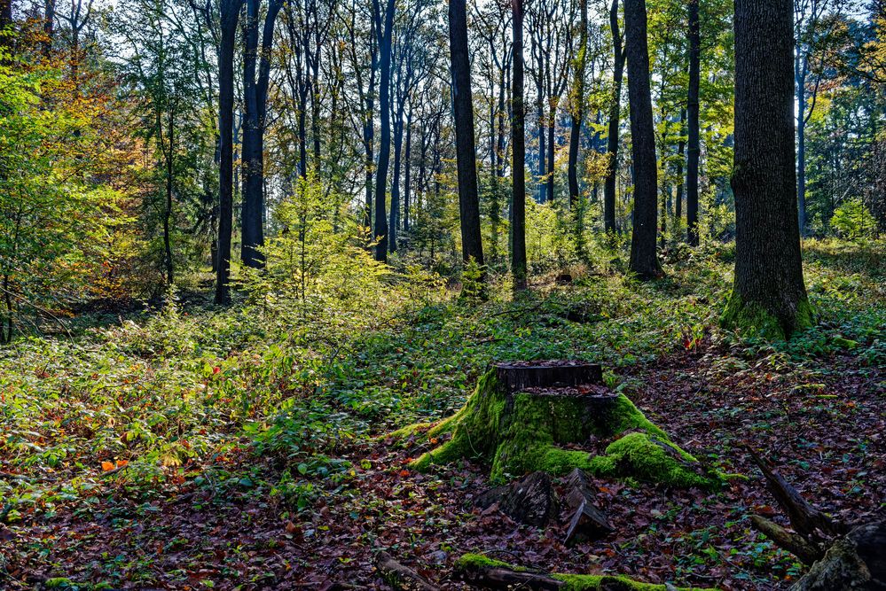 Leuchten im Herbstwald